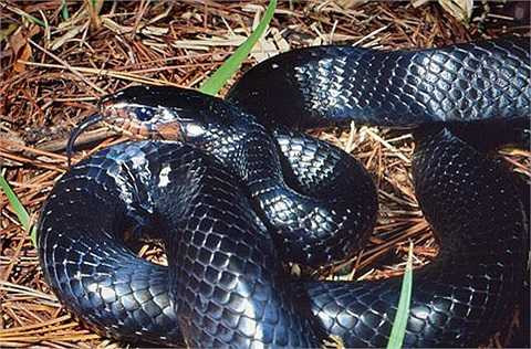 Rắn chàm phương Đông là loài rắn gần như dài nhất ở Mỹ, xấp xỉ 3m và đẹp nhất bởi màu đen tuyền trên cơ thể của chúng. Mặc dù không có nọc độc nhưng chúng lại rất hung dữ. Chúng tấn công cả những loài rắn có nọc độc khác như rắn đuôi chuông Texas và hoàn toàn miễn dịch với nọc độc của nó. 