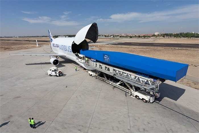 Beluga cũng được cho thuê khi có nhu cầu. Vào năm 1999, nó từng chuyên chở bức tranh khổng lồ mang tên 'Liberty Leading the People' từ Paris tới Tokyo để tham dự triển lãm. 