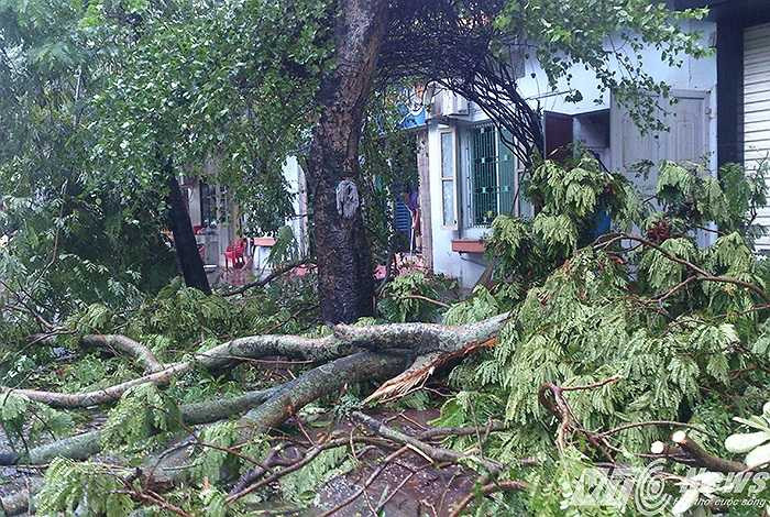 Cây đổ chắn ngang đường Lý Tự Trọng