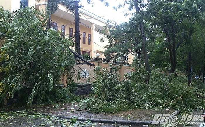 Cây đổ đè vào đường điện lưới, cáp viễn thông cạnh tường bao Bộ Tư Lệnh Hải Quân