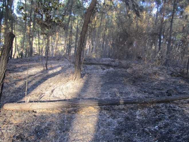 Hạt phó kiểm lâm hy sinh khi dập lửa cứu rừng