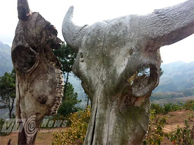 Có tới cả ngàn đầu lâu trâu trắng lốp treo lủng lẳng trên những cọc vầu hoặc cọc gỗ cắm rải rác trong những bụi cỏ, sau những gốc cây. Cảm giác lạnh lẽo chạy khắp cơ thể những ai lần đầu vào đây.