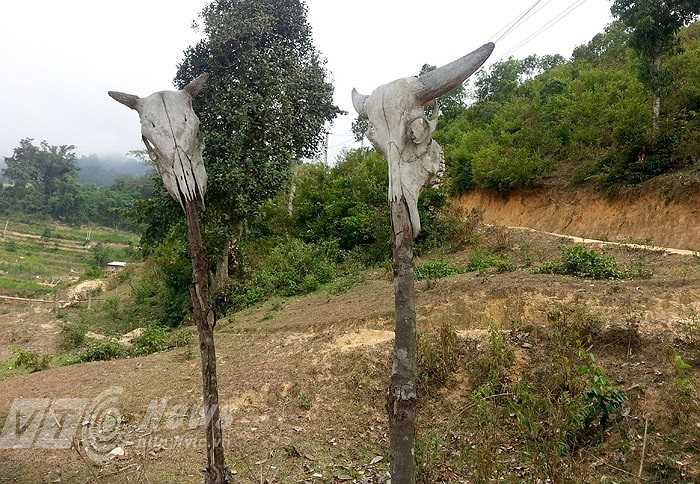 Ở bản Lủng Cẩu, mỗi ngôi mộ treo lủng lẳng 2-3 sọ trâu, có ngôi mộ treo đến cả chục cái. 