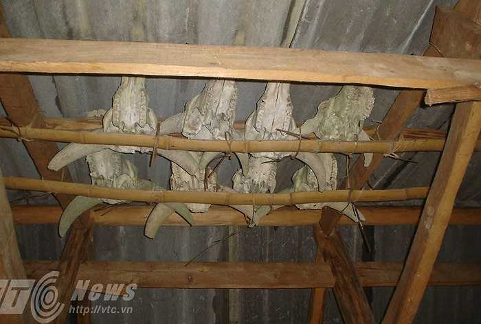 Ngoài nghĩa địa sọ trâu, thì ở bản Lủng Cẩu còn có ngôi miếu chứa rất nhiều sọ trâu.