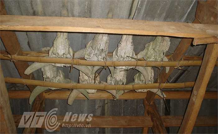 Người dân tin rằng, việc cúng trâu cho người chết và thần linh, sẽ đem lại nhiều may mắn. Thần linh sẽ ủng hộ đồng bào bằng cách cho thời tiết thuận lợi, mùa màng tốt tươi.