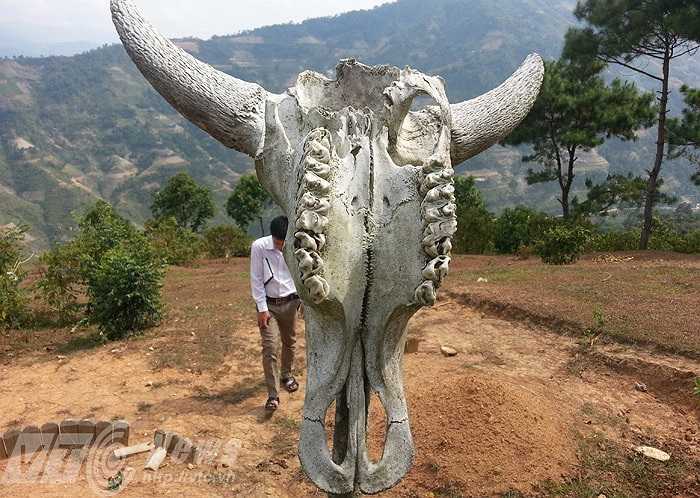 Có đầu lâu trâu vẫn còn hai chiếc sừng, có cái đã rụng sừng, có cái còn nguyên bộ hàm, có cái được cắm thẳng lên cọc, có cái rơi vãi xuống đất. 