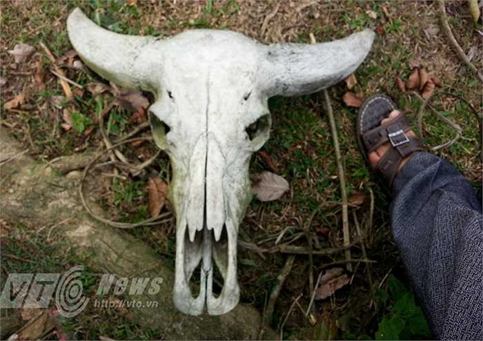 Có những chiếc sọ trâu ẩn hiện trong bụi cây, đi va vào mới biết. Đầu lâu trâu được cắm trên những ngôi mộ. Người La Chí dùng trâu làm vật hiến tế cho người chết. 