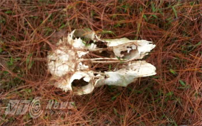 Người La Chí quan niệm chết là sang một thế giới khác, vẫn cần trâu để cày trên những thửa ruộng bậc thang, nên họ gửi trâu cho người chết lấy… vốn làm ăn.