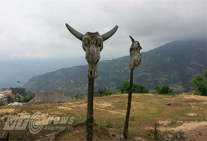 Ngày Tết tháng Bảy, vào bản của người La Chí, thấy trâu cứ đổ uỳnh uỵch, vì rất nhiều gia đình mổ trâu cúng tổ tiên, người chết. 
