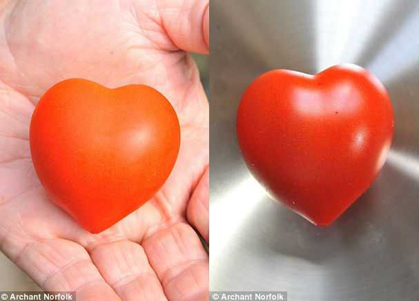 Độc đáo trái cà chua hình trái tim