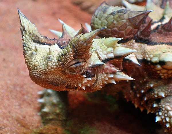 Ở miền tây và trung Australia có một loài thằn lằn, được người dân bản địa coi là hiện thân của quỷ dữ. Chúng được gọi là 'thằn lằn quỷ'. Chúng là loài đặc hữu của của Australia. 