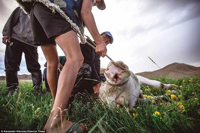 Buộc mũi và mồm con bò bằng dây thừng trước khi giết thịt