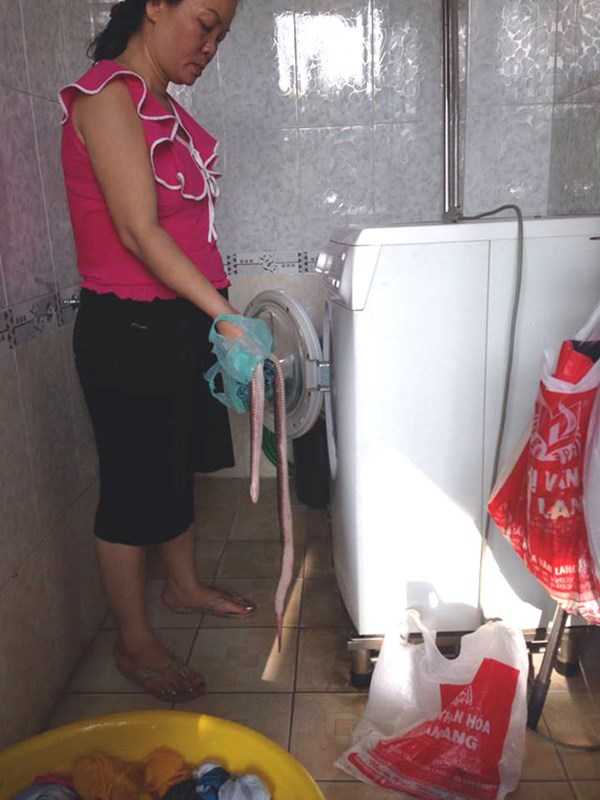 Thò tay vào máy giặt, kinh hãi sờ trúng rắn hổ