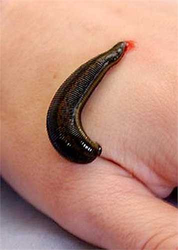 Đỉa có thể trữ một lượng máu gấp vài lần khối lượng cơ thể, chính vì thế khi hút no máu, loài đỉa mới rời khỏi con mồi. Khi hút máu, đỉa tiết ra chất chống đông máu giúp vết thương chảy máu liên tục tới khi chúng no căng.