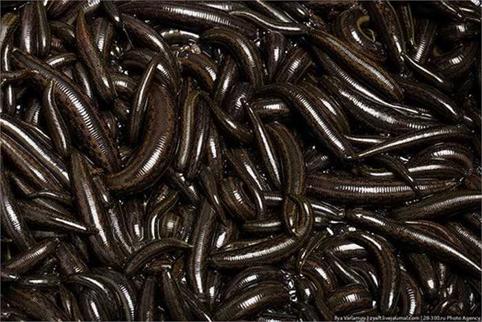 Đỉa và vắt có cùng một tổ tiên, nhưng trong quá trình tìm kiếm thức ăn, có thể do môi trường sống và thức ăn có sự khác biệt, chúng tiến hóa để phù hợp với môi trường và thức ăn ưa thích của chúng.