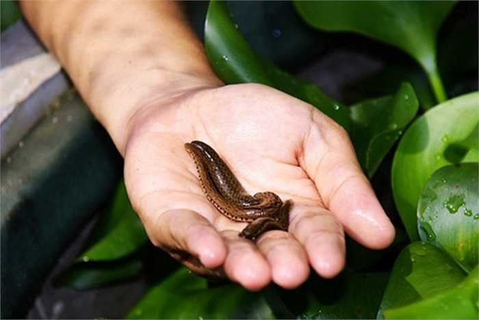 Đỉa phát triển mạnh trong ao hồ, đầm lầy. Trên thế giới có khoảng 650 loài đỉa, đặc biệt các nhà khoa học phát hiện có một loài đỉa có răng rất đáng sợ ở sông Amazon. Loài đỉa 'quái vật' được đặt tên theo loài khủng long bạo chúa Tyrannobdella rex do có răng khổng lồ.