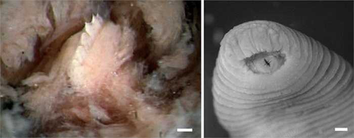 Đỉa Tyrannobdella rex có cơ thể nhỏ bé, chiều dài chưa đầy 5cm và bề ngang khoảng 1cm, nhưng răng của nó thì dài tới 0,013cm và mọc trên một chiếc hàm duy nhất, không giống bất kỳ loài đỉa nào khác.