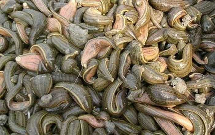 Tuổi thọ của đỉa có thể trên 20 năm. Cơ thể đỉa dẹt theo chiều lưng bụng và có tới 33 đốt, mỗi đốt lại được chia thành nhiều ngấn đốt phía bên ngoài gọi là vành.