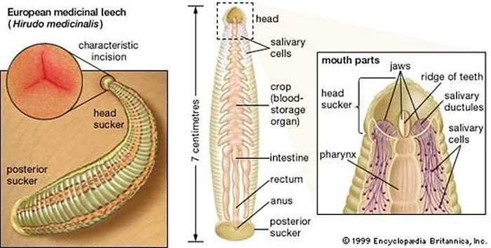 Đỉa là sinh vật lưỡng tính nhưng lại không thể tự thụ tinh. Chúng sinh sản bằng cách tạo ra nhiều kén nhỏ hình trái xoan. Những kén này được thụ tinh bởi một con đỉa khác và bị bỏ lại trên bờ sông hoặc bờ ao chờ tới ngày nở.