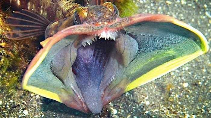 Cá miệng rộng Sarcastic fringehead: Đây là loài cá sở hữu cái miệng cực lớn, có thể khiến con mồi khiếp sợ khi há miệng ra. Chúng thường ẩn minh trong các vỏ ốc lớn hoặc các kẽ nứt dưới đáy biển Thái Bình Dương và ngoài khơi Bắc Mỹ. 