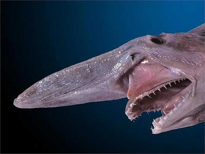 Cá mập yêu tinh: Đây là một trong những loài cá mập có hình dạng kỳ dị nhất với cái sừng dài quá khổ, chưa kể, hàm răng vô cùng đáng sợ. Điều may mắn là chúng sống ở tầng nước rất sâu dưới đáy biển và không có hứng thú với thịt con người. 