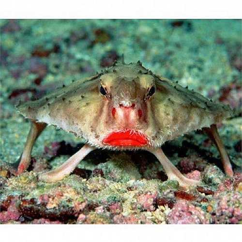 Cá dơi môi đỏ: Được tìm thấy chủ yếu ở các tầng nước sâu thuộc đảo Galápagos, cá dơi di chuyển trên đáy biển bằng cách sử dụng các vây ngực. Vây cũng là vũ khí lợi hại của chúng khi săn mồi. 