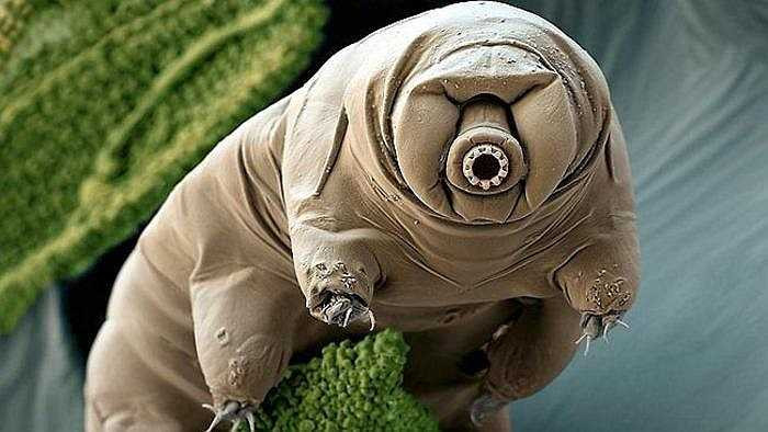 Gấu biển Tardigrade: Được mệnh danh là sinh vật có sức chịu đựng đáng nể nhất Trái Đất, chúng có thể chịu nóng tới 150 độ C và chịu lạnh tới -200 độ C. Dù bé nhỏ nhưng gấu biển có thể sống sót hơn 200 năm. 