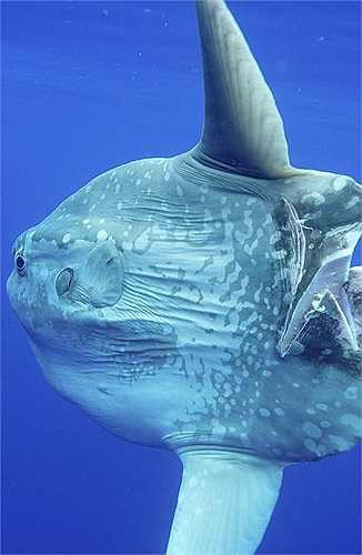 Do có đôi vây khổng lồ nên cá mặt trăng thường bị nhầm là cá mập nếu nhìn từ bên trên. 