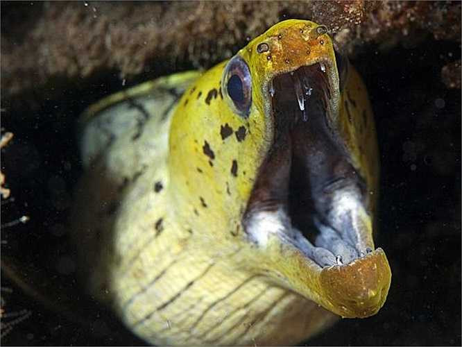 Cá chình ruy băng: Loài cá này thay đổi màu sắc và giới tính theo từng giai đoạn trong đời. Khi trưởng thành, chúng có thể dài 1,3m. Sống ở những rặng san hô, cá chình ruy băng có khứu giác cực kỳ nhạy bén, giúp chúng nhận biết rung động trong nước. 