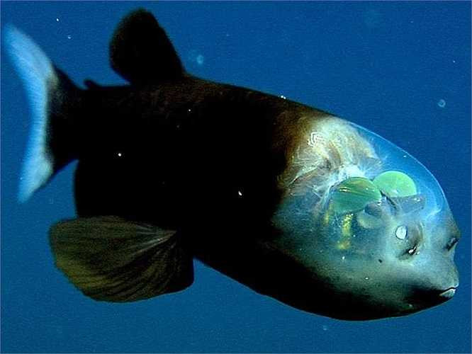 Cá mắt trống: Loài cá này được nhắc tới nhiều trong những mục động vật lạ trên thế giới bởi chúng sở hữu cái đầu trong suốt, có thể nhìn thấy cả bộ phận bên trong. 