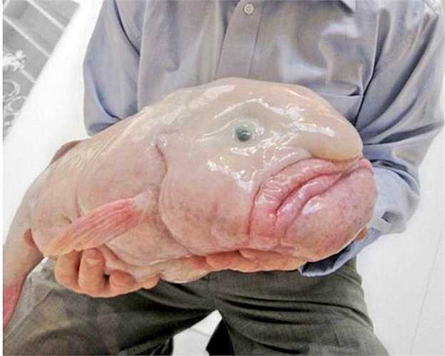 Cá nóc: Sống ở ngoài khơi Australia và Tasmania, ở độ sâu 600-1200m - đó là lý do con người hiếm khi nhìn thấy loài cá này. 