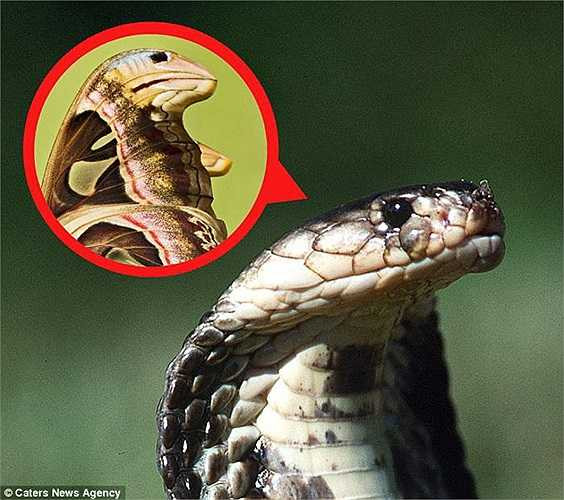 Các nhà khoa học đặc biệt thích thú với loài bướm độc đáo này. Chúng đã tận dụng triệt để những hoa văn và màu sắc trên viền cánh trông giống đầu một con rắn mang bành để tránh sự tấn công của kẻ thù. 