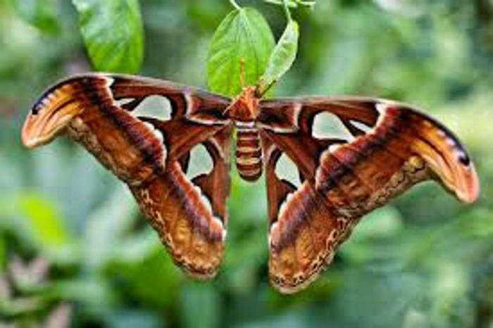 Bướm Atlas còn nổi tiếng là loài bướm có sải cánh lớn nhất thế giới. Sải cánh của một con bướm cái có thể đạt 30cm, bao phủ một diện tích 400cm2. 