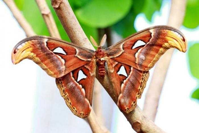 Kén của loài bướm Atlas bền và chắc tới nỗi tại Đài Loan, người ta đã sử dụng kén của chúng làm ra nhiều sản phẩm hữu dụng, trong đó có cả những chiếc ví. 