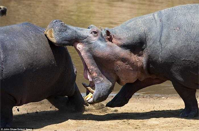 Một bức ảnh thực sự ấn tượng, ghi lại khoảnh khắc con hà mã hung dữ mở rộng cái miệng khổng lồ có kích thước hơn 1,2m của mình ra, để lộ hàm răng lớn và sắc nhọn. 