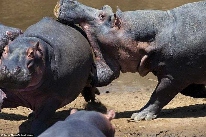 Ngay khi phát hiện nguy hiểm, con hà mã xui xẻo tìm cách chạy trốn thoát thân nhưng không kịp. Hàm răng lạnh lùng và cái miệng rộng ngoác của con hà mã cùng bầy đã cắn phập vào mông nó. 