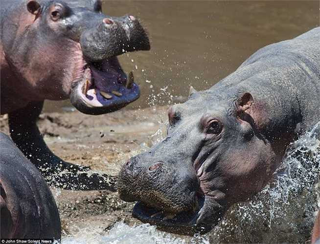 Sự việc diễn ra rất nhanh tại Khu bảo tồn Quốc gia Masai Mara của Kenya. Người ghi lại những bức ảnh ấn tượng này là nhiếp ảnh gia chuyên về tự nhiên, John Shaw, 68 tuổi. 