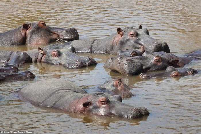 Tay máy kỳ cựu kể lại, trước khi sự việc xảy ra, một đàn hà mã khoảng 20-25 con đang tắm mát tại doi cát dọc bờ sông Mara của khu bảo tồn. John Shaw cho biết, ông không hề biết lý do gì gây ra cuộc chiến trên. 