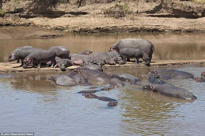Chỉ biết rằng nó diễn ra cực nhanh, kéo dài trong vài phút thôi và tạo nên một mớ tiếng ồn khủng khiếp. Không hề có máu chảy nhưng con hà mã bị cắn mạnh cuối cùng đã chọn cách rời khỏi đàn và bỏ đi chỗ khác, mong được yên thân.