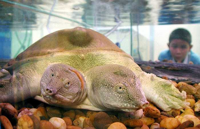 Terrapin là một loài là một sinh vật biển có hình dáng gần giống với loài rùa nhưng nhỏ hơn. Mới đây tại Bangkok, Thái Lan người ta đã bắt được một cá thể Terrapin 2 đầu cực hiếm trong tự nhiên.