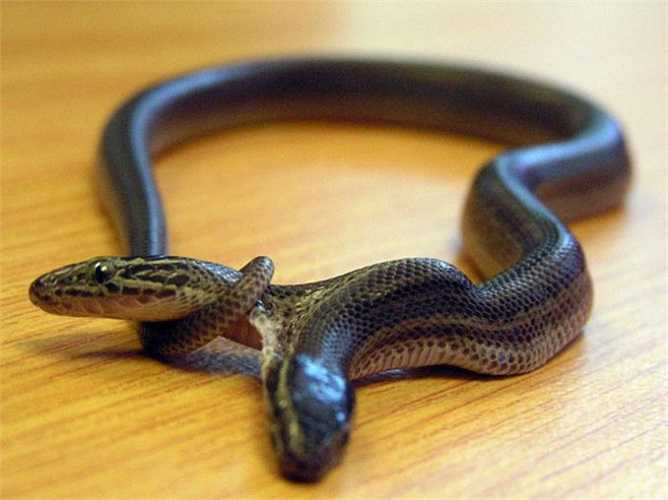 Rắn 2 đầu sinh ra tại một cửa hàng bán sinh vật cảnh ở Mỹ ngày 16/4/2009.