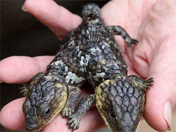 Thằn lằn 2 đầu sinh ra tại Australia ngày 22/4/2010.