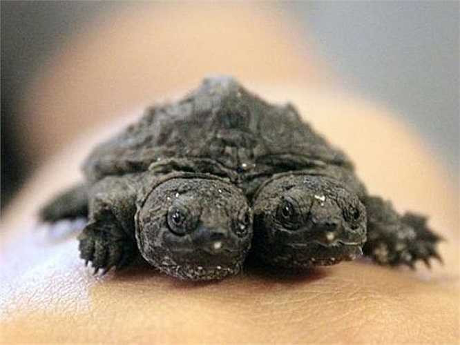 Chú rùa 2 đầu mới đây sinh ra ở bang Arkansas, Mỹ.