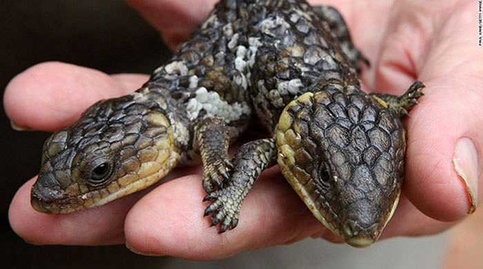 Con thằn lằn 2 đầu này được tìm thấy ở vùng Perth, nước ÚcNó có thể ăn được bằng cả 2 cái đầu. Và đôi lúc vì tranh nhau thức ăn mà hai cái đầu cũng quay ra cắn lại lẫn nhau như kẻ thù.