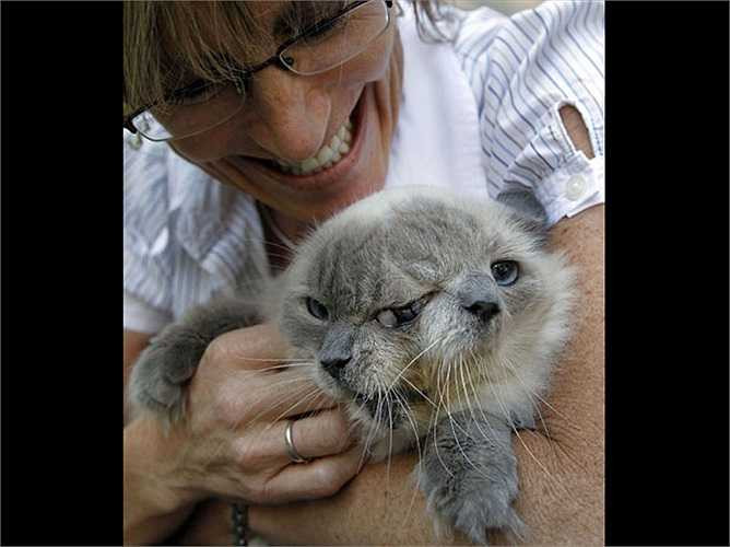 Chú mèo 2 đầu này có tên là Frank và Louies sống tại bang Massachusetts (Mỹ) đã được Sách Kỷ lục thế giới Guinness công nhận là con mèo 2 đầu sống lâu nhất hành tinh.