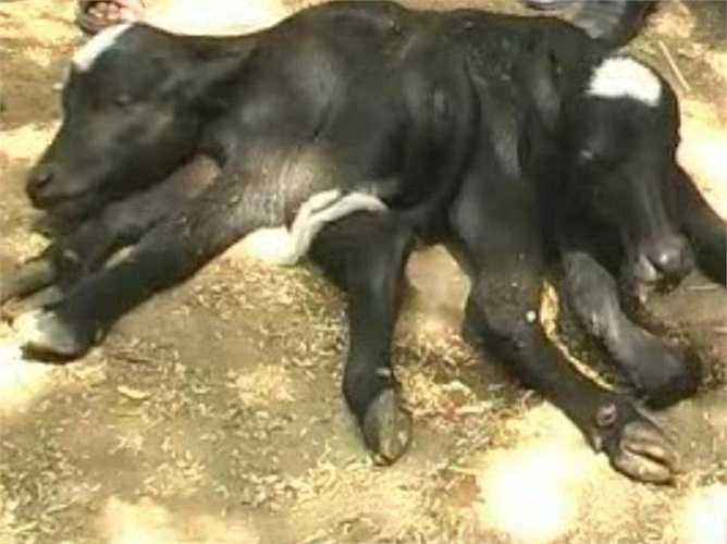 Năm 2011, một con bê mẹ đã sinh ra chú bê con có tới hai đầu tại một trang trại ở Mỹ. Do có hình thù kỳ dị nên bê con đã bị bê mẹ từ chối cho bú. Hậu quả là nó đã không thể sống tiếp sau vài tháng bị bê mẹ bỏ rơi, 