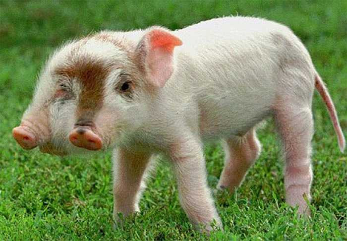 Rudy là tên của một con lợn hai đầu trong một trang trại tại bang Iowa, Mỹ. Sau đó một tổ chức từ thiện đã mua lại con lợn vào năm 1998. Phần lớn lợn hau đầu chết sau khi sinh, nhưng Rudy là một ngoại lệ. 