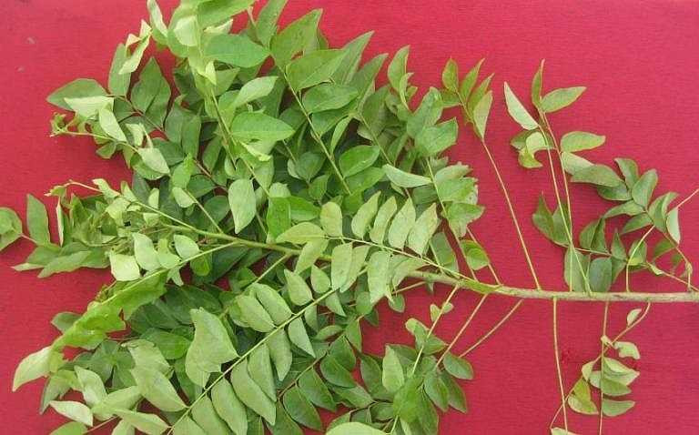 Cỏ cà ri: Cỏ cà ri (một loại gia vị) có thể rất đắng nhưng có chứa yếu tố cần thiết cho sức khỏe như protein, vitamin C, niacin, kali, và diosgenin. Thêm cỏ cà ri vào chế độ ăn uống của bạn có thể làm tăng ham muốn tình dục, chữa bệnh rối loạn nội tiết tố, vấn đề về da và tim.