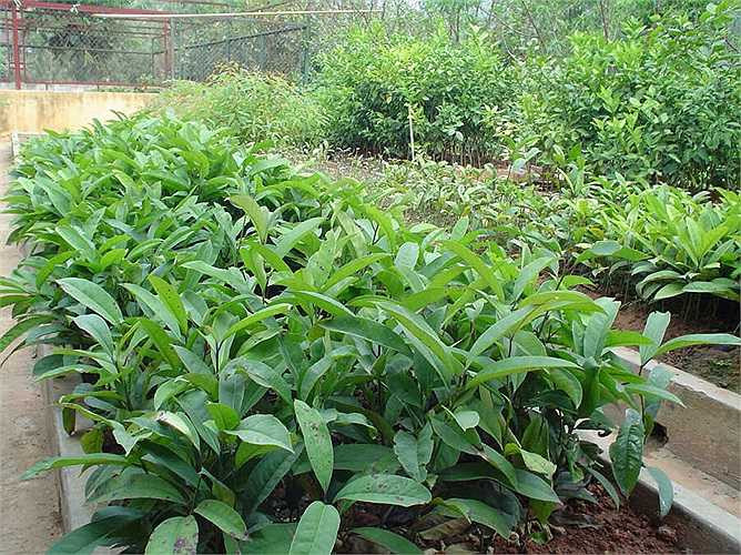 Trà đắng có thể tản phong nhiệt, giải độc tiêu viêm, hạ hỏa, có thể tránh được nóng phát. Nhưng trà đắng có tính hàn, nữ giới nên uống vừa phải.