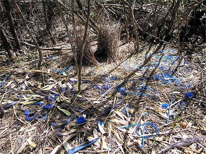 Điều đặc biệt của loài chim này là khả năng xây dựng và bài trí ngôi nhà của chúng. 